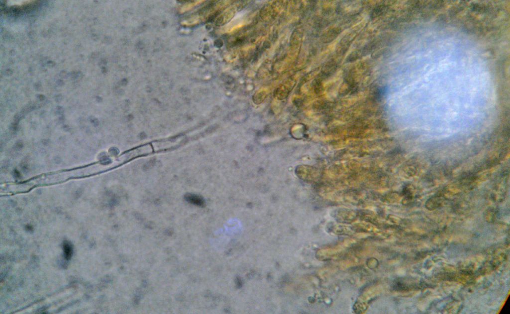 Forse lo so.... Byssomerulius corium? (B. corium)